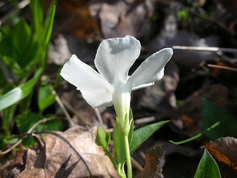 Vinca minor / Pervinca minore